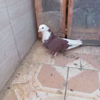 کفتر|پرنده|چهاردانگه (تهران), |دیوار