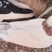 کبوتر|پرنده|بهبهان, |دیوار