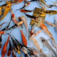 کوی چرم باله|ماهی|سنگر, |دیوار