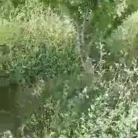 زمین باغ گلخانه قیمت استثنایی|فروش زمین و ملک کلنگی|گرمسار, |دیوار