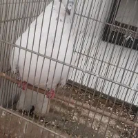 کبوتر تهرانی