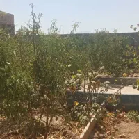 باغ|فروش خانه و ویلا|نجف‌آباد, جلال آباد|دیوار