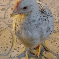 حیوانات‌خانگی