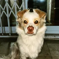 سگ پاکوتاه|سگ|گنبد کاووس, |دیوار