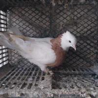 کبوتر پرشی|پرنده|تبریز, |دیوار