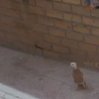 کبوتر طوقی باخت دادم