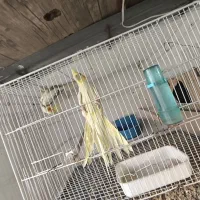 تعدادی عروس هلندی جفت و مولد و جوجه عروس