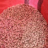 لوبیا چیتی