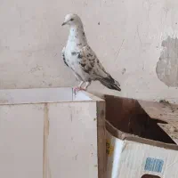 کبوترپرشی|پرنده|قم, باغ کرباسی|دیوار