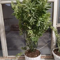 گل با گلدان