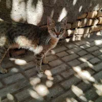 واگذاری گربه نر و ماده بالغ