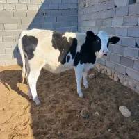 گاو گوساله|حیوانات مزرعه|اسفراین, |دیوار