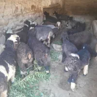 بره
