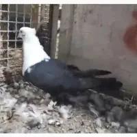 کبوتر طوقی|پرنده|اسیر, |دیوار