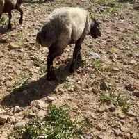قوچ|حیوانات مزرعه|سمیرم, |دیوار