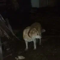 سگ گله|سگ|شهرضا, |دیوار