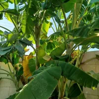 نهال موز خارجی|گل و گیاه طبیعی|فاضل آباد, |دیوار