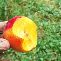 انواع نهال شلیل|خدمات باغبانی و درختکاری|خوی, |دیوار