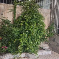 منزل-ویلایی-171-متر-یک-طبقه-سنددار-مطهری-شمالی