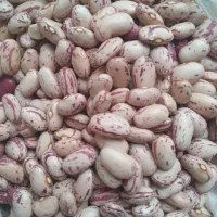 لوبیا چیتی درشت و تازه