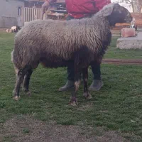 قوچ|حیوانات مزرعه|آق قلا, |دیوار