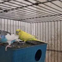 مرغ عشق / جفت|پرنده|قم, حاج خلیل|دیوار