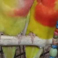 جفت طوطی برزیلی مولد قطعه دار