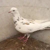 کبوتر پرشی|پرنده|برخوار, |دیوار