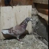 گمشده کبوتر