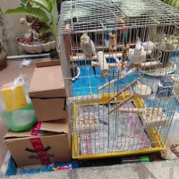 عروس هلندی نر ماده+قفس نو+با لوازم کامل ۲ میلیون|پرنده|ری, دیلمان|دیوار