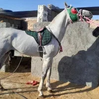 نریون درشت همه قیمت همه نژاد|اسب و تجهیزات اسبسواری|لار, |دیوار