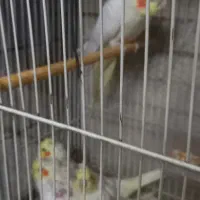 عروس هلندی لوتینو همراه باجوجه