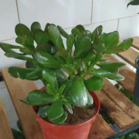 بنجامین ،اریکا