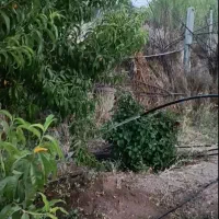 زمین باغ 500 متراآخر بلوار گلها جانبازان فاز 4|فروش زمین و ملک کلنگی|کرمانشاه, |دیوار