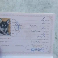 توله هاسکی ۴ ماه