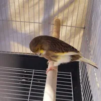 قناری مست گلاستر