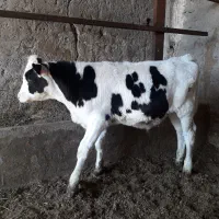 گوساله قطع شیر سه ماه ۱۰۰ کیلو