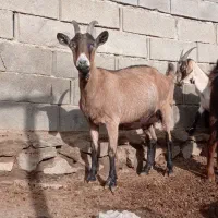 بزآلپاین بزشیری سانن بزنر معاوضه پی کی پراید|حیوانات مزرعه|همدان, |دیوار