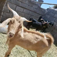 نری نسل سانن