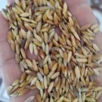 خریدوفروش شالی (شلتوک)عنبربو