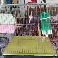 قفس پرنده