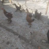 مرغ