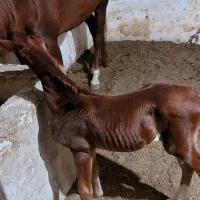 فروش واگذاری اسب عرب اصیل|اسب و تجهیزات اسب‌سواری|رامشیر, |دیوار