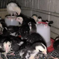 جوجه مرغ گلین پنگونی