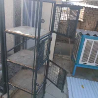 جفت کن کبوتر وقفس حیوان نگهبان|لوازم جانبی حیوانات|کرج, مرکز تحقیقات البرز|دیوار