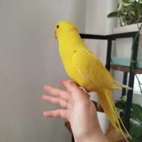 ملنگو زرد|پرنده|زرقان, |دیوار