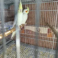 فروش عروس هلندی|پرنده|برازجان, |دیوار