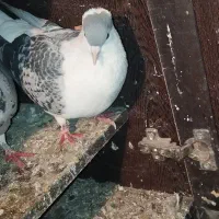 خال،ساده کاکلی،سینه جنگی|پرنده|چناران, |دیوار