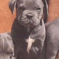 پرورش تخصصی کنکورسو ماستیف ،ژرمن شولاین، زوتوایلر