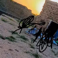 کبوتر سارسرور ماده